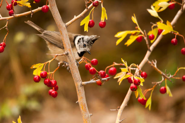 istock Birds in their environment and in full freedom. 1339303073