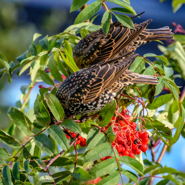 istock Birds peck ripe rowan berries on the tree. 1339304345