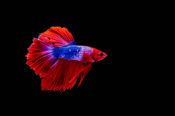 Halfmoon fancy betta is species in Thailand. Capture the moving of dragon betta splendens isolated on black background. Halfmoon fancy betta is species in Thailand. Beautiful movement and colorful of siamese fighting fish Thai national symbol. Capture the moving of dragon betta splendens isolated on black background. white halfmoon betta splendens fish stock pictures, royalty-free photos & images