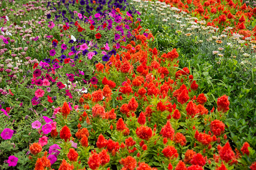 Red Celosia blooms on a flowerbed in the park