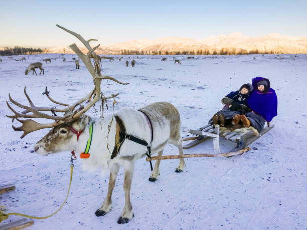 Traveler Experience Reindeer sledding, Snow, Tromso, Norway Tromsø, Norway - August 2nd, 2017: Two tourists on the sleigh and They are joying from the travelling on the reindeers Pulling Sleighs in Tromso, Norway. animal sleigh photos stock pictures, royalty-free photos & images