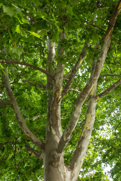 istock Platanus in the park tree trunks with crown close up 1339305092