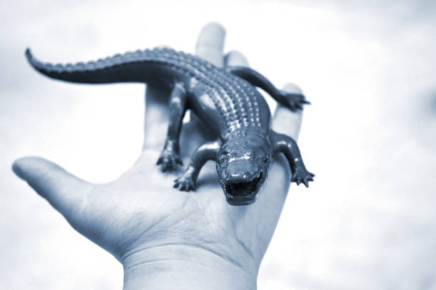 Cute girl hold real crocodile on crocodile farm