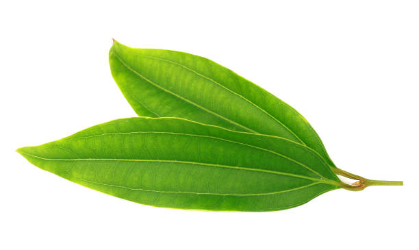 istock Fresh green bay leaves isolated on white background 1339306074