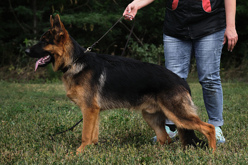 Dog show of the German Shepherd breed. Handler put shepherd puppys dog in stand. Side view. Pedigree appearance and sloping back of the show dog.