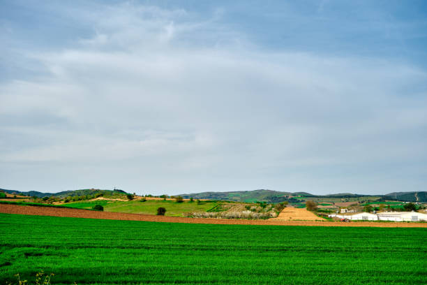 istock Magnificent green grass agricultural field 1339307802