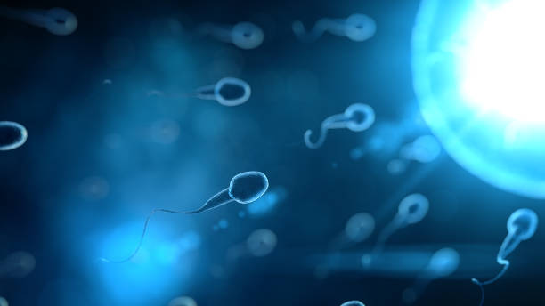 Sperm swimming to ovum. Sperm swim to ovum cell with 3d rendering in laboratory science concept.Go to goal is winner. sperm stock pictures, royalty-free photos & images