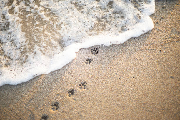 huellas de patas en la costa. ola de espuma. playa de arena. una huella de las patas de un perro pequeño. - footprint sand sea beach fotografías e imágenes de stock