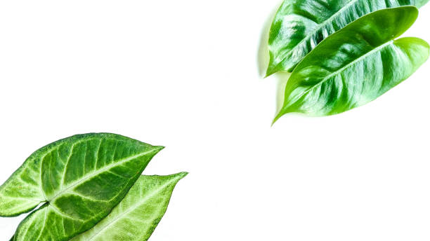 istock Creative layout made of tropical decorative leaves on white background. Minimalist concept with free copy space.natural background. 1339313267