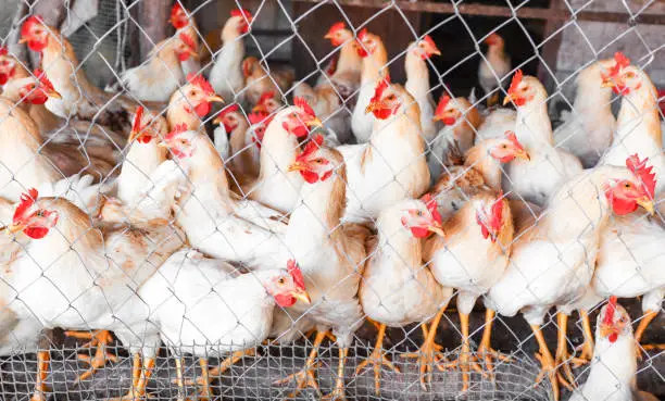 There are many white chickens in a fenced-in area on a poultry farm, standing and looking seriously. Breeding poultry for meat products.