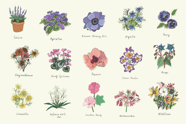 ilustraciones, imágenes clip art, dibujos animados e iconos de stock de conjunto de ilustraciones vectoriales de flores de primavera - borage