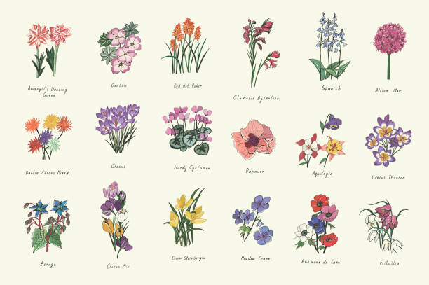 ilustrações, clipart, desenhos animados e ícones de ilustrações vetoriais flores da primavera definido - gladiolus