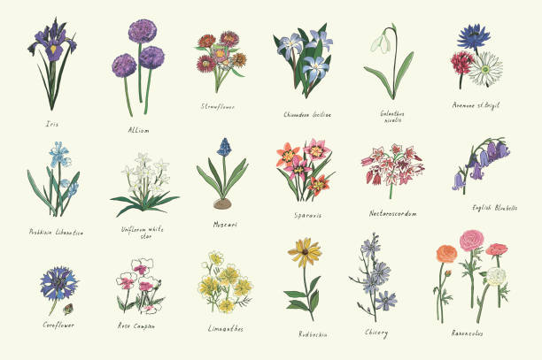 ilustraciones, imágenes clip art, dibujos animados e iconos de stock de conjunto de ilustraciones de color vectorial de flores de primavera - allium flower