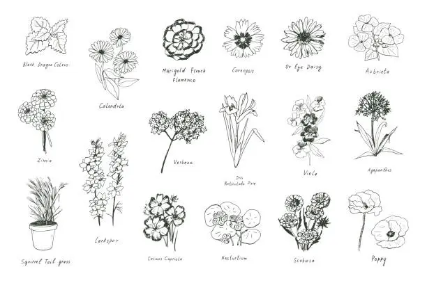 Vector illustration of spring flowers vector color illustrations set