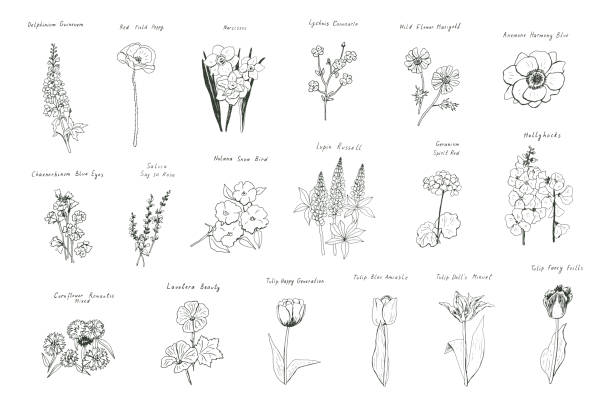 illustrations, cliparts, dessins animés et icônes de ensemble d’illustrations vectorielles de fleurs printanières - hollyhock flower