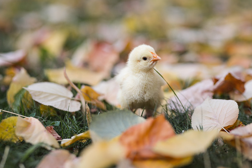 Little yellow baby chicken walking on fallen autumn leaves