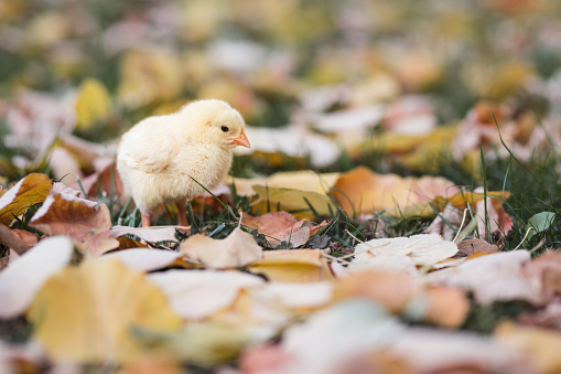 Little yellow baby chicken walking on fallen autumn leaves