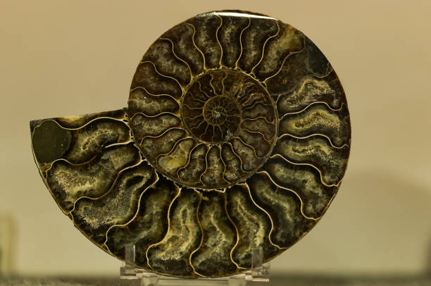 istock Natural spiral stone with beautiful design 1339319551