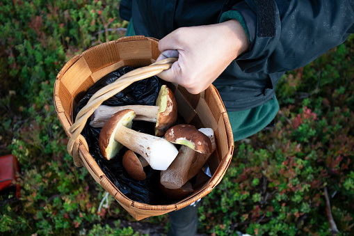 Edible forest mushrooms in a bucket