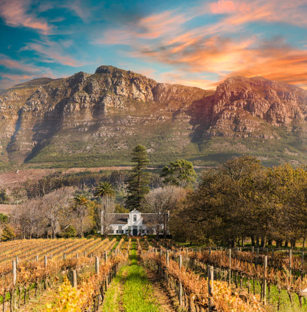 Historic Cape Dutch farm house vineyard and table mountain in the background Historic Cape Dutch farm house vineyard and table mountain in the background western cape province stock pictures, royalty-free photos & images