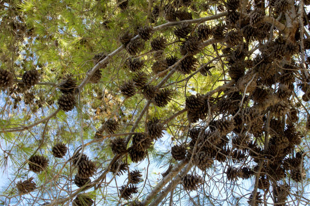 istock Pine cones against the sky. Natural  background. Close-up. 1339320655