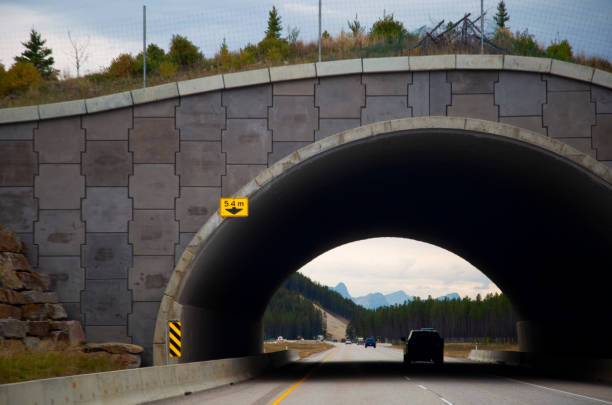 istock Wildlilfe Protection Tunnel 1339321539