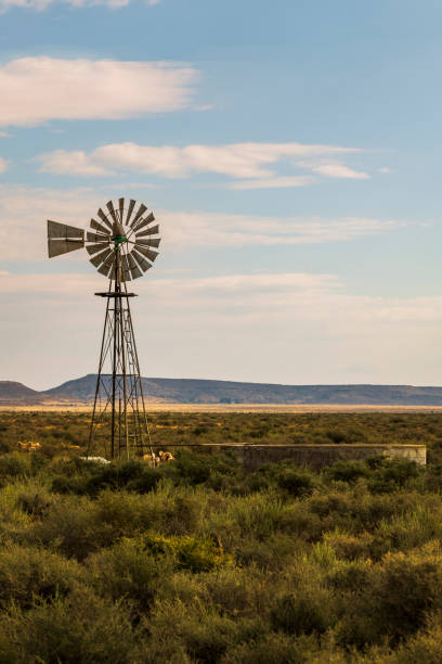 molino de viento en karoo con vegitación, montaña y ovejas en sudáfrica - the karoo fotografías e imágenes de stock