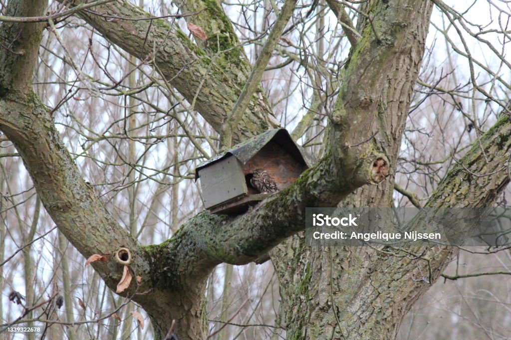 a little owl sits in front of its birdhouse in a big tree in the dutch countryside a little owl sits in front of a birdhouse in a big tree in the dutch countryside in winter Agriculture Stock Photo