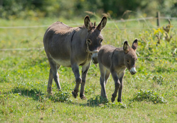 istock Donkey mom and son on grass 1339324118