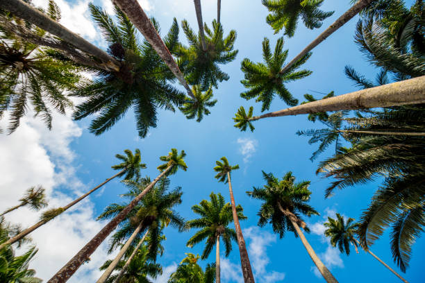 königliche palmblätter mit einem wunderschönen blauen himmel in rio de janeiro brasilien. - royal botanical garden stock-fotos und bilder