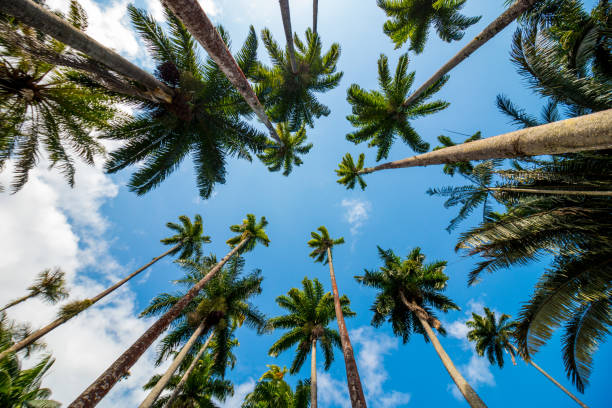 ブラジルリオデジャネイロの美しい青空を持つロイヤルヤシの葉。 - formal garden tropical climate park plant ストックフォトと画像