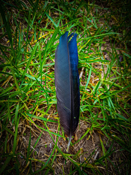 istock Blue black feather in the grass 1339326305