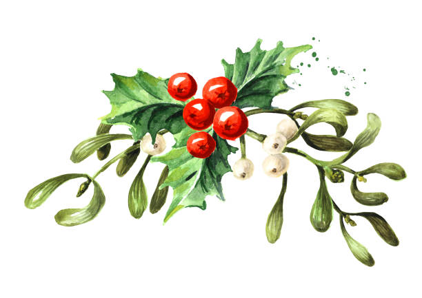 ilustrações de stock, clip art, desenhos animados e ícones de mistletoe or viscum branches with holly berries. watercolor hand drawn illustration, isolated on white background - european mistletoe