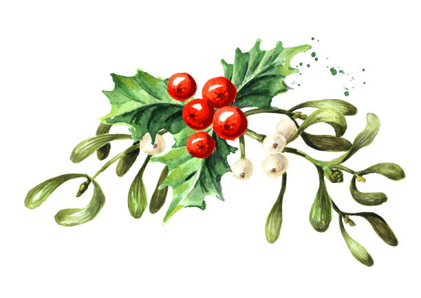 ветви омелы или вискума с ягодами падубы. акварельна�я рисована иллюстрация, изолированная на белом фоне - european mistletoe stock illustrations