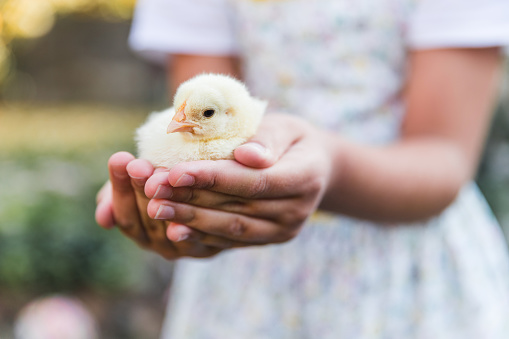 Baby chicken resting in young girl's hands