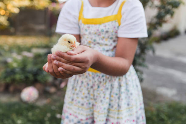 Cute young girl with baby chicken in her hands