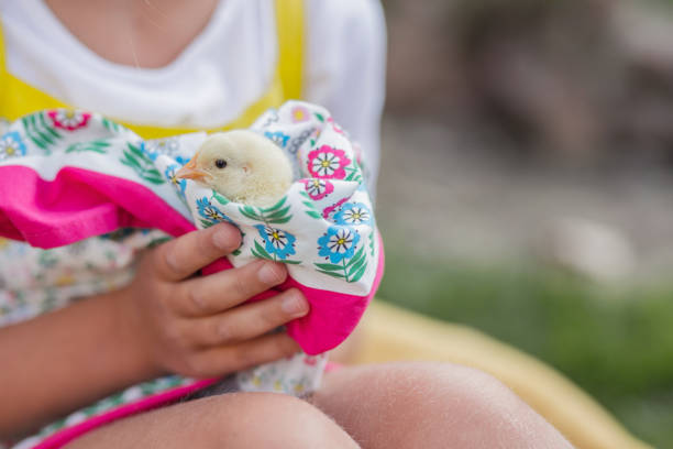 彼女のドレスで赤ちゃんチキンを包む若い女の子 - chicken baby chicken young bird poultry ストックフォトと画像