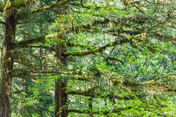 Moss covered trees at Moulton Falls Regional Park.