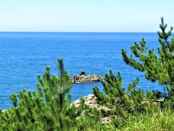 istock Japan. August. Sea, cliffs, and pine trees. 1339332061