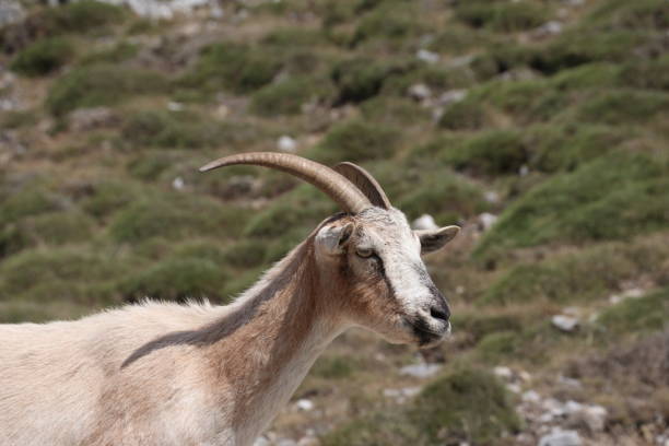 istock Snow goat in Asturias 1339332146