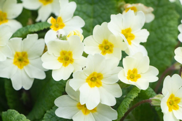 istock Primroses in a garden 1339332149