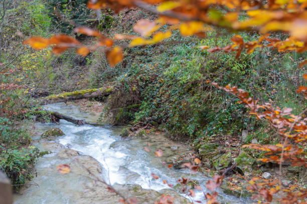 istock Close up view of a watercourse in a forest during autumn. 1339332489