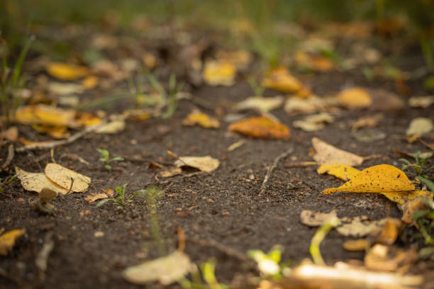 Golden yellow autumn leaves laying in dirt on forest floor