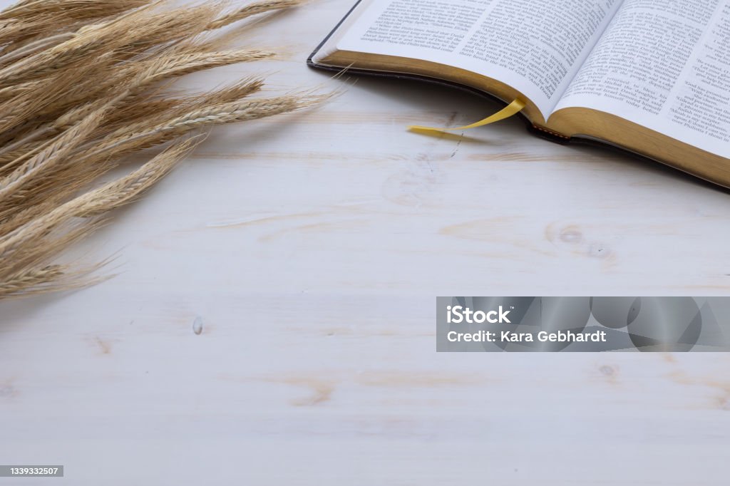 Open bible and wheat wheat n white Open bible and ears of golden wheat and n a white wood background with copy space Bible Stock Photo