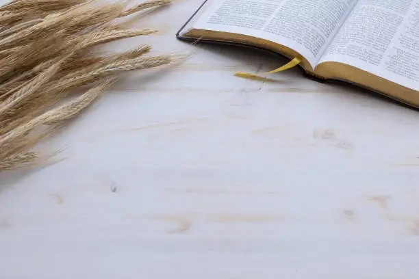 Open bible and ears of golden wheat and n a white wood background with copy space