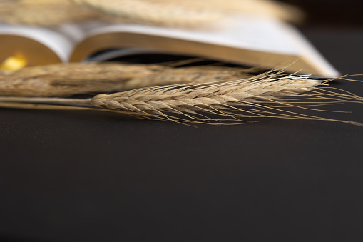 Border of golden ear of wheat with open bible on black background with copy space