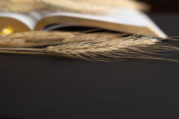 Border of wheat and open bible stock photo