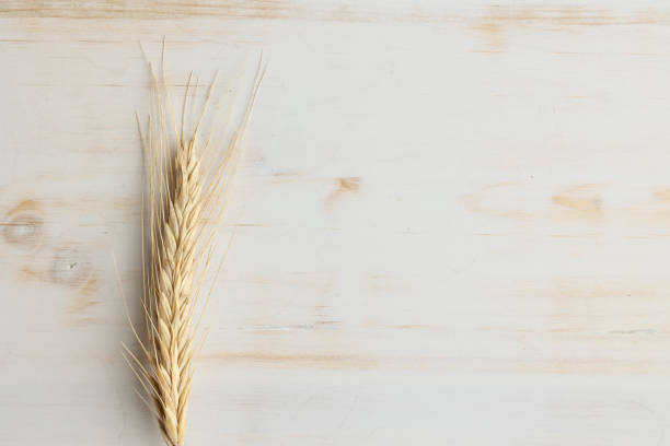 istock Single ear of wheat 1339332536