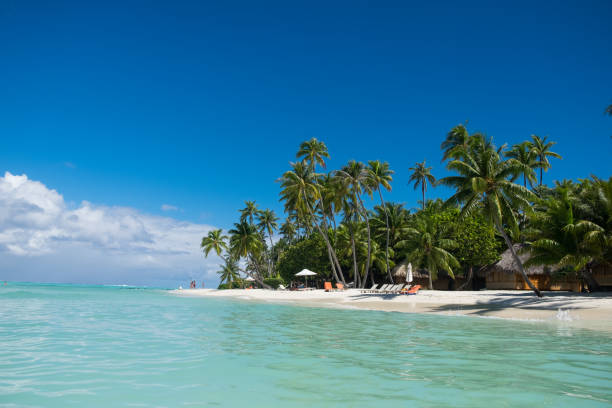 istock Bora Bora White Sand Beach and Palms Trees 1339332625
