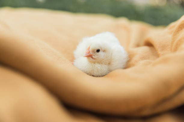 Adorable fluffy baby chicken on a yellow blanket outdoors